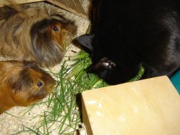 Meerschweinchen mit Katze